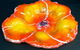 Australis Art - thumb 2