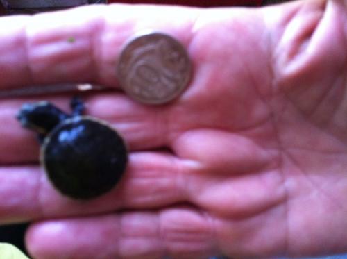 Marlow Lagoon NT Kempsey Accommodation