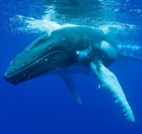 Dunsborough Whale Watching Eco Tour - Kempsey Accommodation