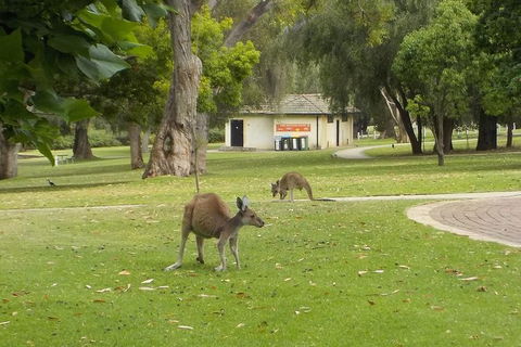 The #1 Pinnacles Desert, Yanchep National Park & Sand-Boarding Tour - Kempsey Accommodation 1
