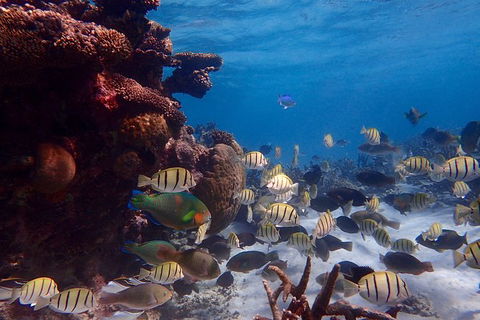 Lagoon Explorer - Ningaloo Reef Full-Day Kayaking And Snorkeling Adventure - Kempsey Accommodation 6