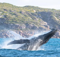Jet Boat Whale Watching Safari from Dunsborough - Kempsey Accommodation