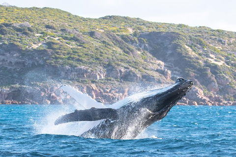 Jet Boat Whale Watching Safari From Dunsborough - Kempsey Accommodation 0