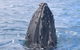 Jet Boat Whale Watching Safari From Dunsborough - thumb 1