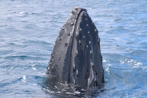 Jet Boat Whale Watching Safari From Dunsborough - Kempsey Accommodation 1