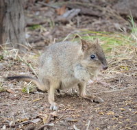 Nocturnal Wildlife Tour from Busselton or Dunsborough - Kempsey Accommodation
