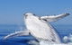 Whale Watching Busselton Departing From Busselton Jetty - thumb 0