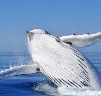 Whale Watching Busselton Departing from Busselton Jetty - Kempsey Accommodation