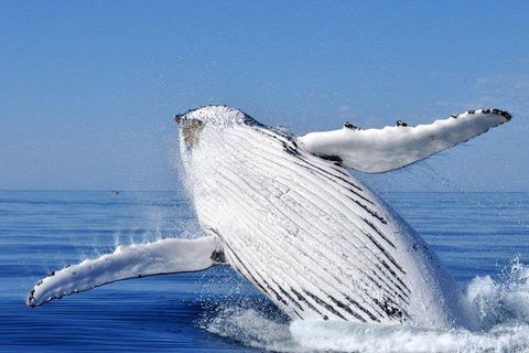 Whale Watching Busselton Departing From Busselton Jetty - Kempsey Accommodation 0