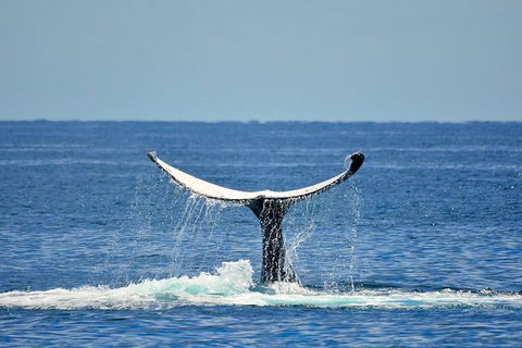 Whale Watching Busselton Departing From Busselton Jetty - Kempsey Accommodation 1