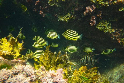 Margaret River Coastal And Wildlife Eco Trip From Busselton Or Dunsborough - Kempsey Accommodation 4