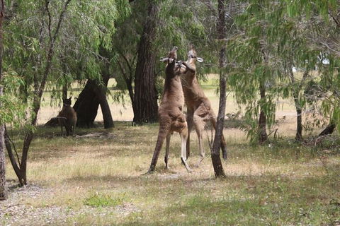 Margaret River Coastal And Wildlife Eco Trip From Busselton Or Dunsborough - Kempsey Accommodation 14