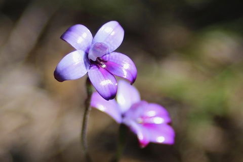 Margaret River Coastal And Wildlife Eco Trip From Busselton Or Dunsborough - Kempsey Accommodation 6