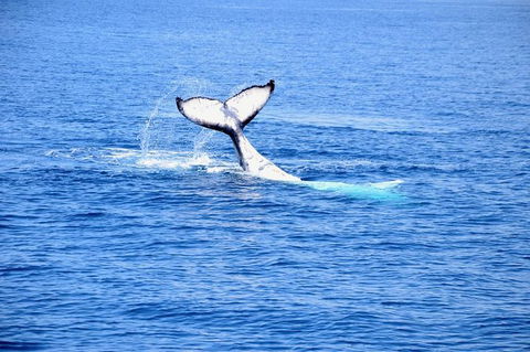 Margaret River Coastal And Wildlife Eco Trip From Busselton Or Dunsborough - Kempsey Accommodation 11