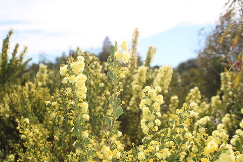 Margaret River Coastal And Wildlife Eco Trip From Busselton Or Dunsborough - Kempsey Accommodation 7