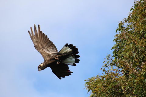 Margaret River Coastal And Wildlife Eco Trip From Busselton Or Dunsborough - Kempsey Accommodation 3