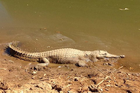 Amazing Windjana Gorge And Tunnel Creek Adventure From Broome - Kempsey Accommodation 7