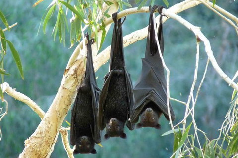 Amazing Windjana Gorge And Tunnel Creek Adventure From Broome - Kempsey Accommodation 3