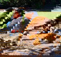 Caversham Wildlife Park Old Guildford Town  Swan Valley Tour - Kempsey Accommodation
