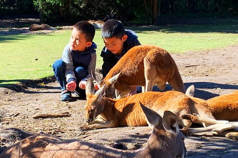 Caversham Wildlife Park, Old Guildford Town & Swan Valley Tour - Kempsey Accommodation 0