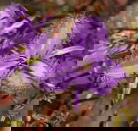 Wildflower Photographic Day Trip from Perth - Kempsey Accommodation