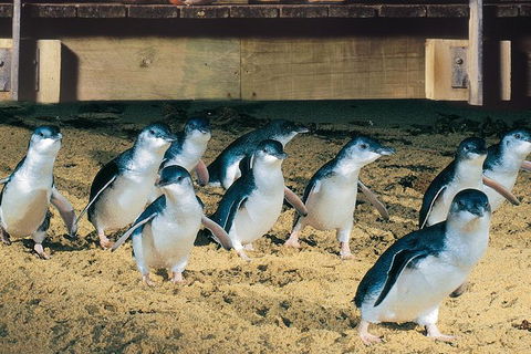 Half Day Phillip Island Penguin Parade PLUS Tour - Kempsey Accommodation 0