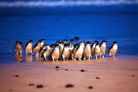 Half Day Phillip Island Penguin Parade PLUS Tour - Kempsey Accommodation 1