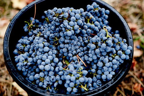 Half Day Yarra Valley Winery Day Trip From Melbourne - Kempsey Accommodation 4