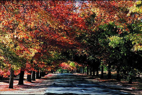 Macedon Ranges Small Group Wine Tour With 2 Course Lunch And Morning Tea - Kempsey Accommodation 3