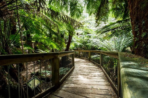 Great Ocean Road Reverse Itinerary With 12 Apostles And Lunch From Melbourne - Kempsey Accommodation 29