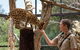 African Cat Encounter At Werribee Open Range Zoo - thumb 1