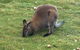 Cradle Mountain Day Tour From Launceston Including Lunch - thumb 3