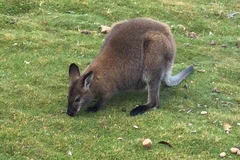 Cradle Mountain Day Tour From Launceston Including Lunch - Kempsey Accommodation 3