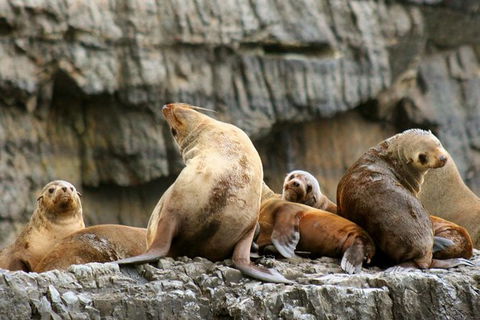 3-Hour Tasman Peninsula Wilderness Cruise From Port Arthur - Kempsey Accommodation 1
