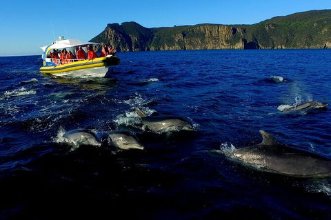 3-Hour Tasman Peninsula Wilderness Cruise From Port Arthur - Kempsey Accommodation 4