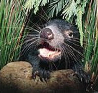 Hobart Shore Excursion Half Day Bonorong Wildlife Park with Richmond Tour