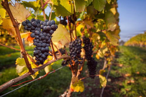 Half Day Tamar Valley Wine Tour - Kempsey Accommodation 0