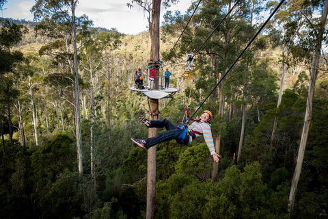 Hollybank Wilderness Adventure - Zipline Tours - Kempsey Accommodation 3