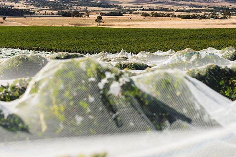 A Sommelier Guided Tour: Thursday Afternoon Wine Gin Cheese & Cocktails - Kempsey Accommodation 5