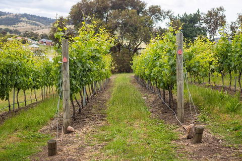 A Sommelier Guided Tour: Thursday Afternoon Wine Gin Cheese & Cocktails - Kempsey Accommodation 3