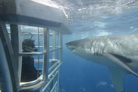 White Shark Tour With Optional Cage Dive From Port Lincoln - Kempsey Accommodation 1