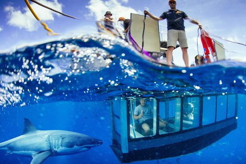 White Shark Tour With Optional Cage Dive From Port Lincoln - Kempsey Accommodation 0