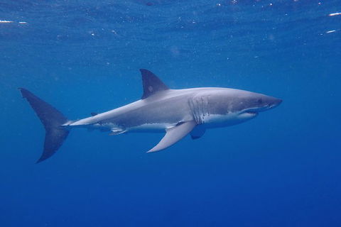 White Shark Tour With Optional Cage Dive From Port Lincoln - Kempsey Accommodation 5