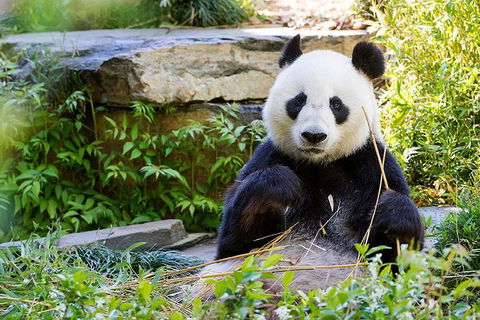 Adelaide Zoo Behind The Scenes Experience: Exclusive Giant Panda Experience - Kempsey Accommodation 1