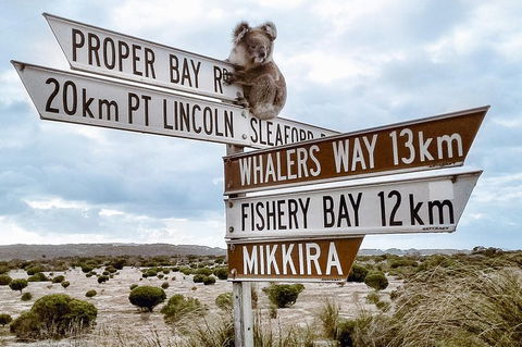 Private Port Lincoln Day Tour: Tasting Eyre - Kempsey Accommodation 0