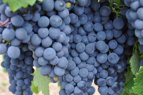 Adelaide Hills Day Tour. Winery Cellar Doors - Kempsey Accommodation 7