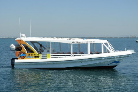 Adelaide Ocean Safari - Wild Dolphin Safari - Kempsey Accommodation 0