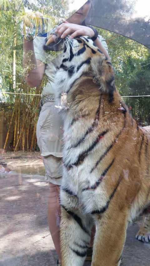 Croc Express To Australia Zoo From Brisbane - Kempsey Accommodation 4