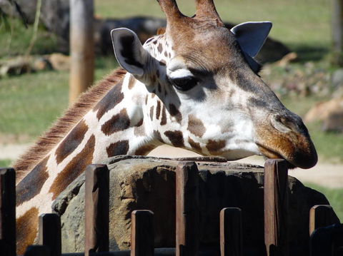 Croc Express To Australia Zoo From Brisbane - Kempsey Accommodation 2