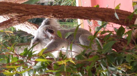 Croc Express To Australia Zoo From Brisbane - Kempsey Accommodation 3